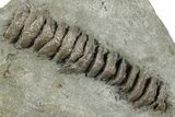 Archimedes Screw Bryozoan Fossils - Illinois #240551-1